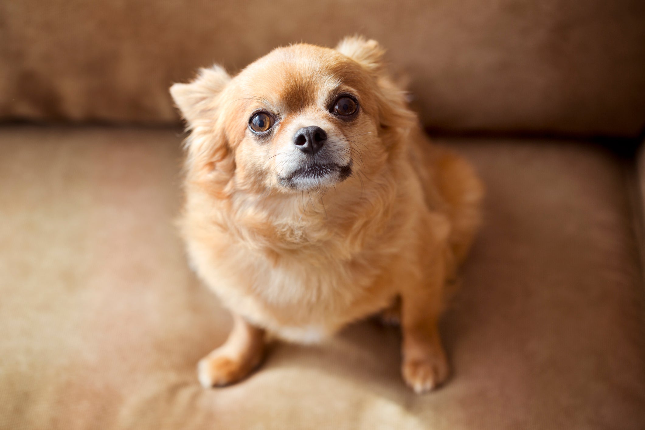Chihuahua caramelo sentado no sofá olhando para a foto