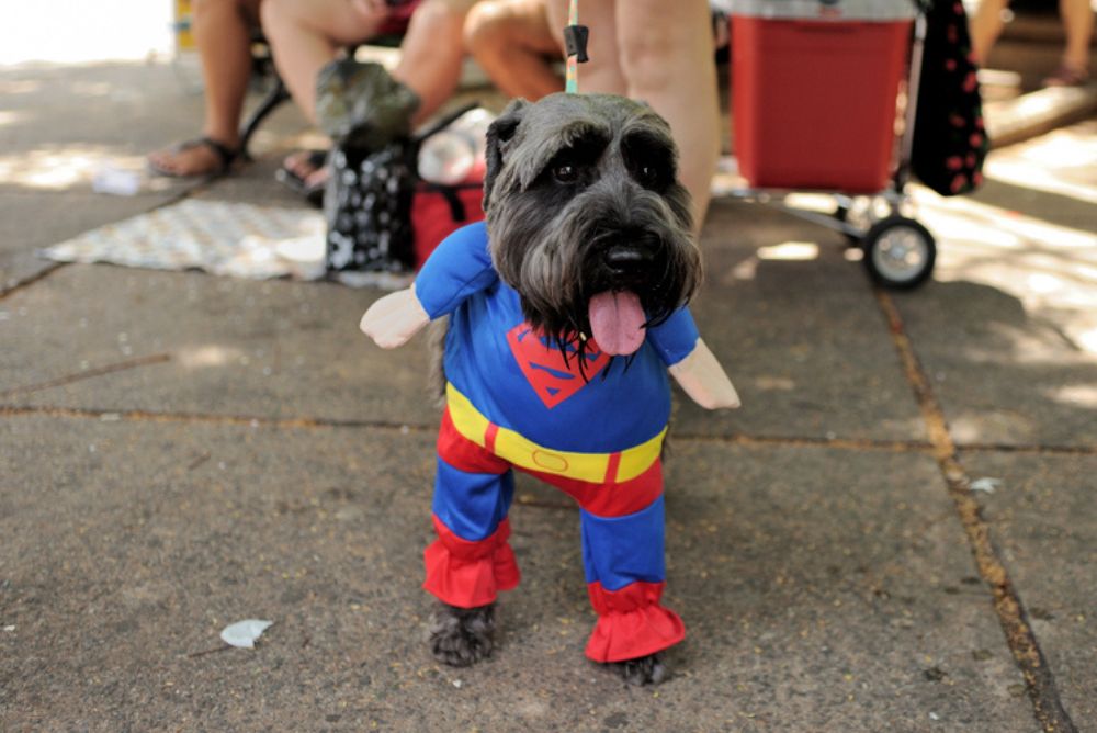 Imagem Quiz:Quem seria o seu cachorro se ele participasse de um filme de super-heróis?