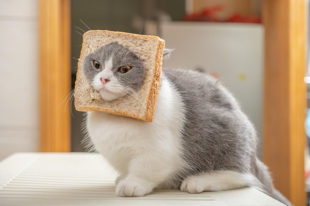 Imagem Quiz:Se seu gato fosse uma comida, qual ele seria?