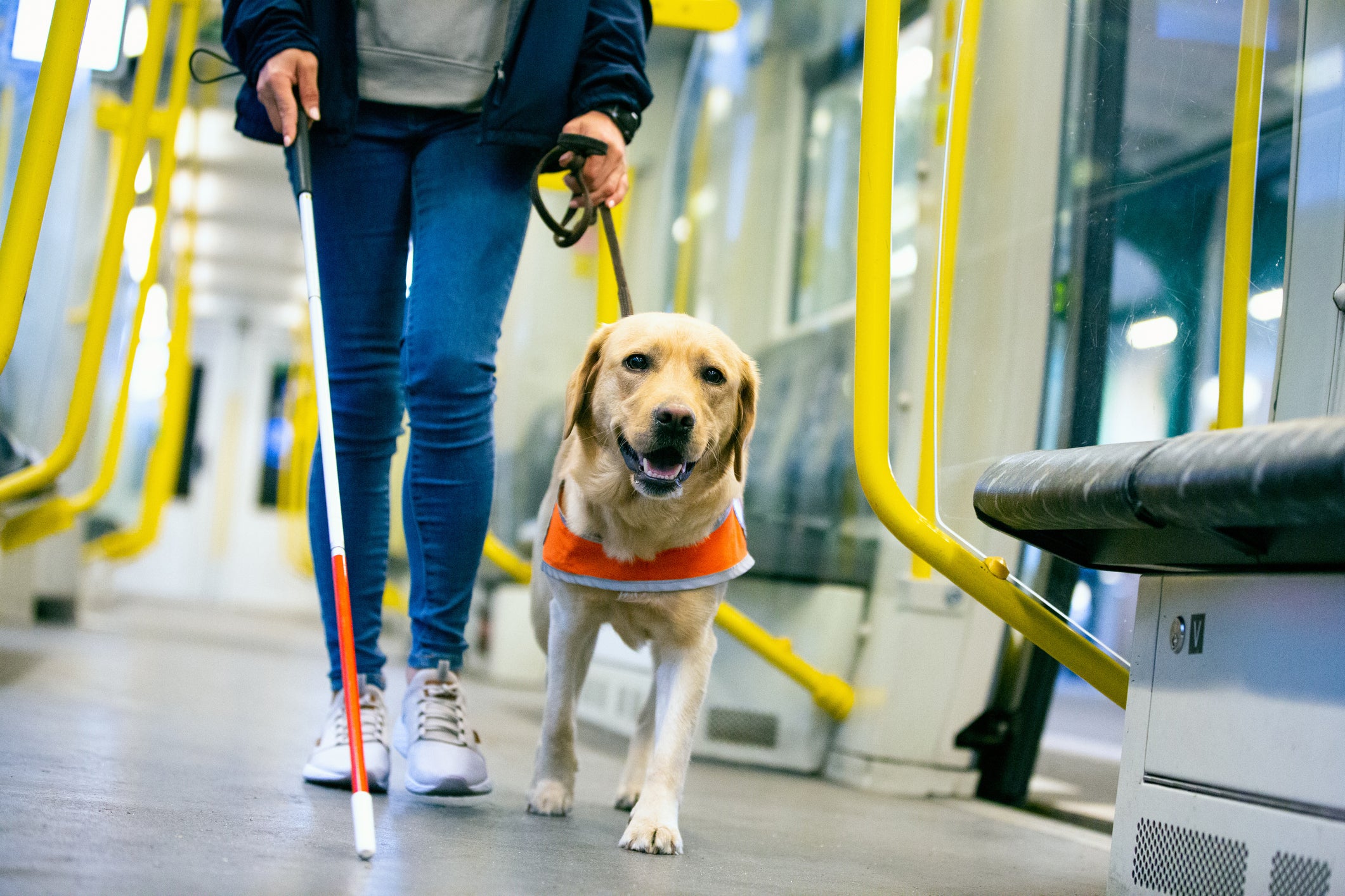 Labrador como cão guia guiando pessoa com deficiência visual