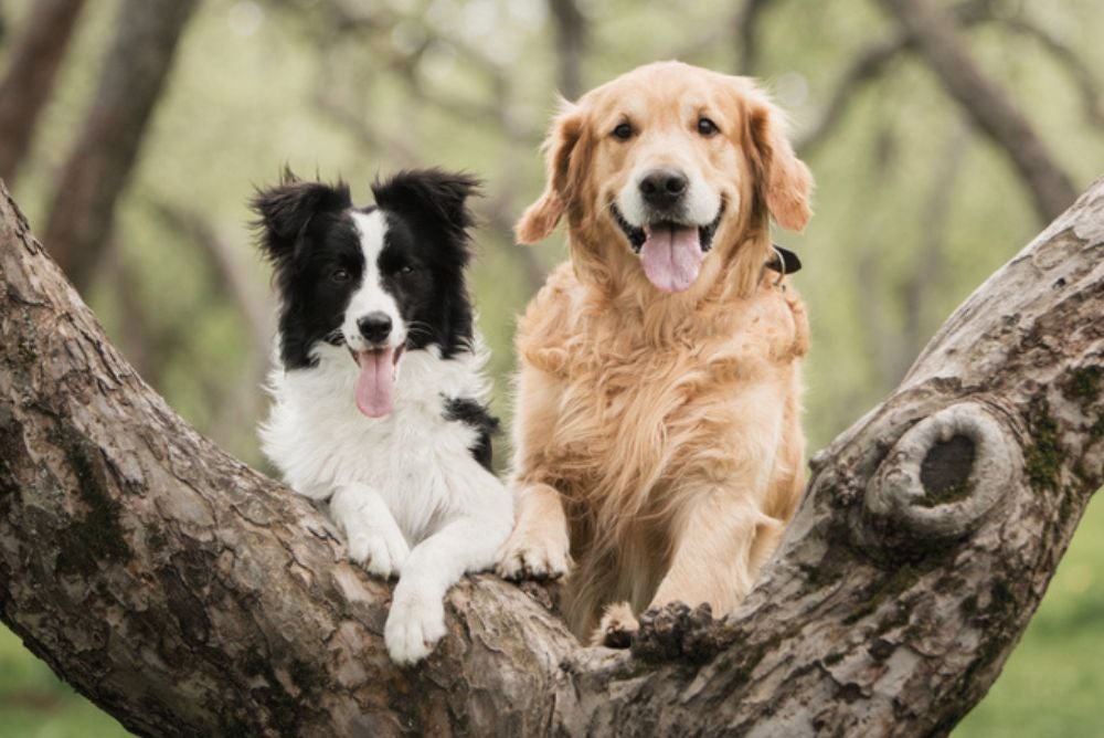 Imagem Quiz:Qual raça de cachorro você é?
