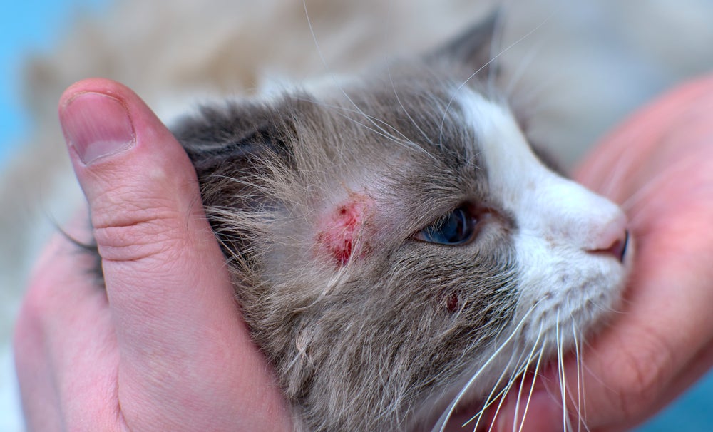 Dermatite em gatos com queda de pelo localizada e manchas vermelhas