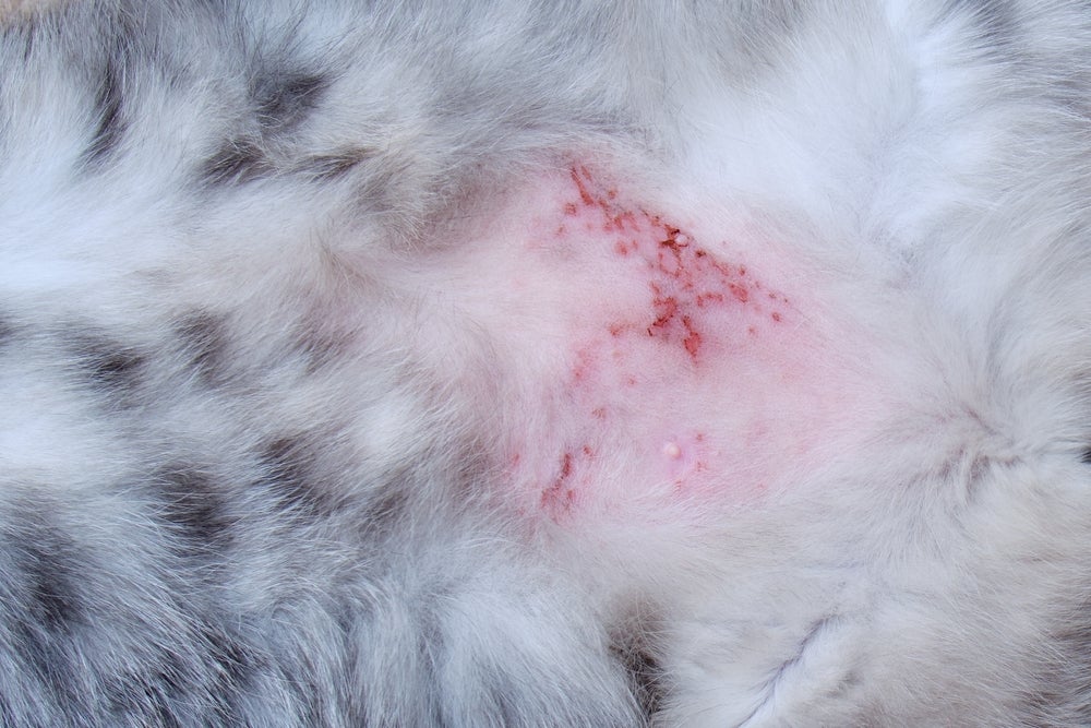 Pessoa com a mão no rosto de gato que está com dermatite avermelhada