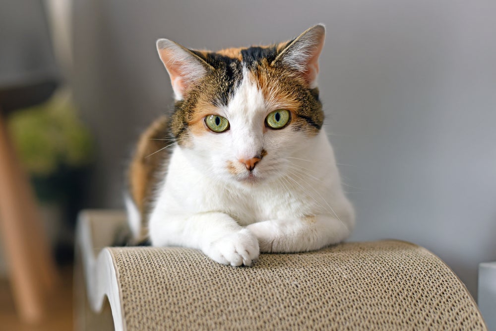 Nomes para gatas: gata tricolor sentada olhando foto
