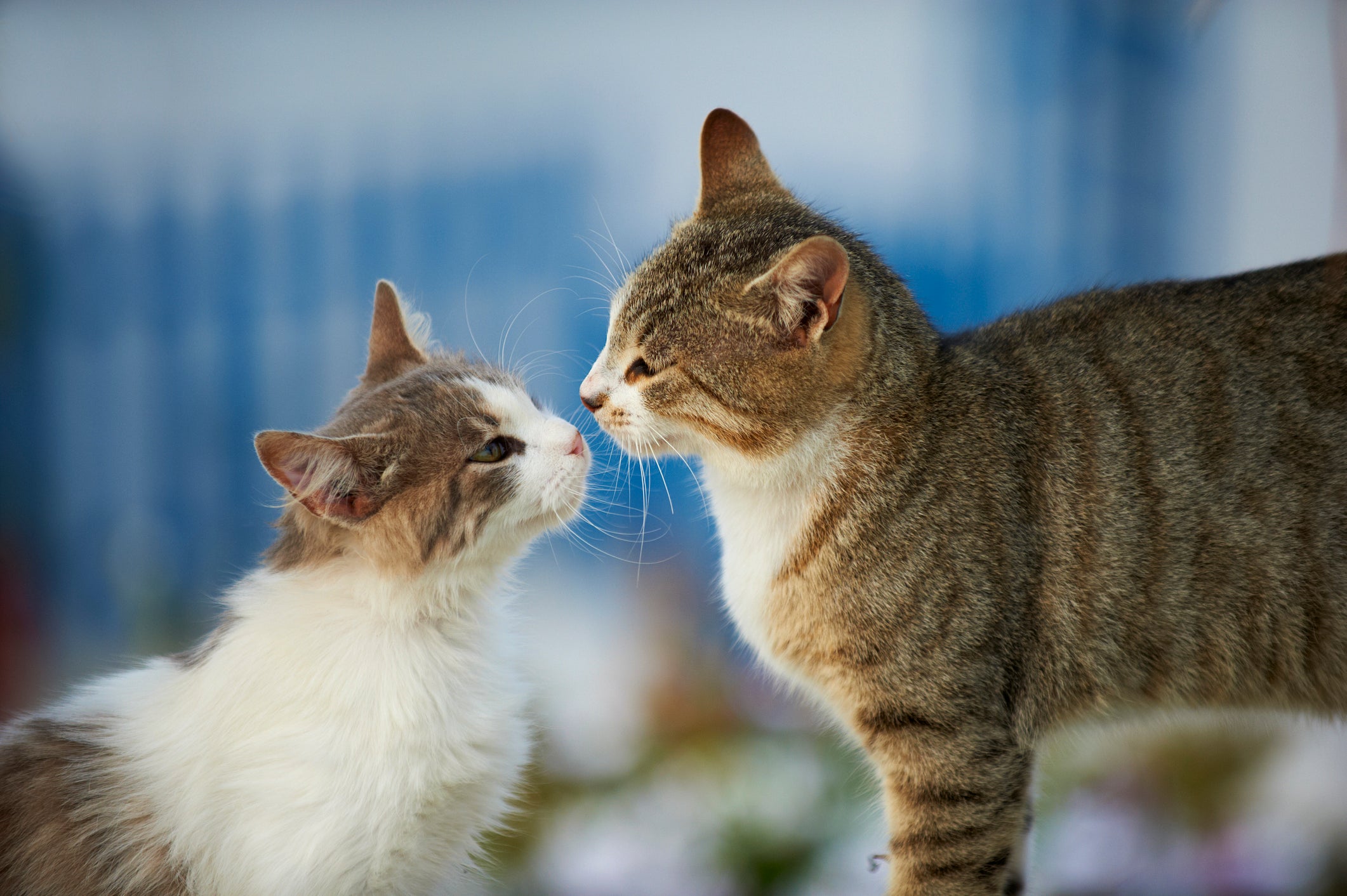 gatos malhados cheirando um ao outro