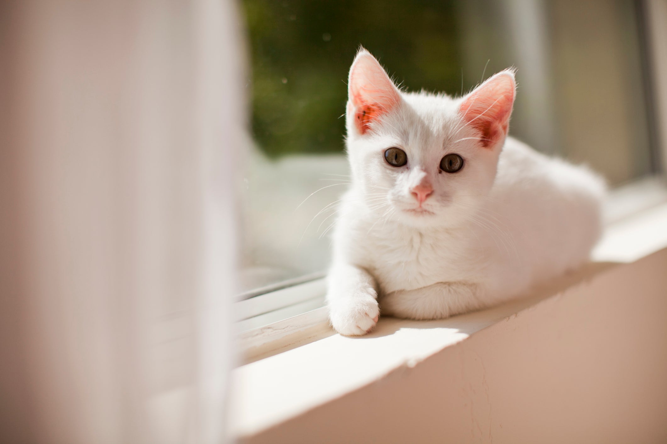 gata branca deitada na janela