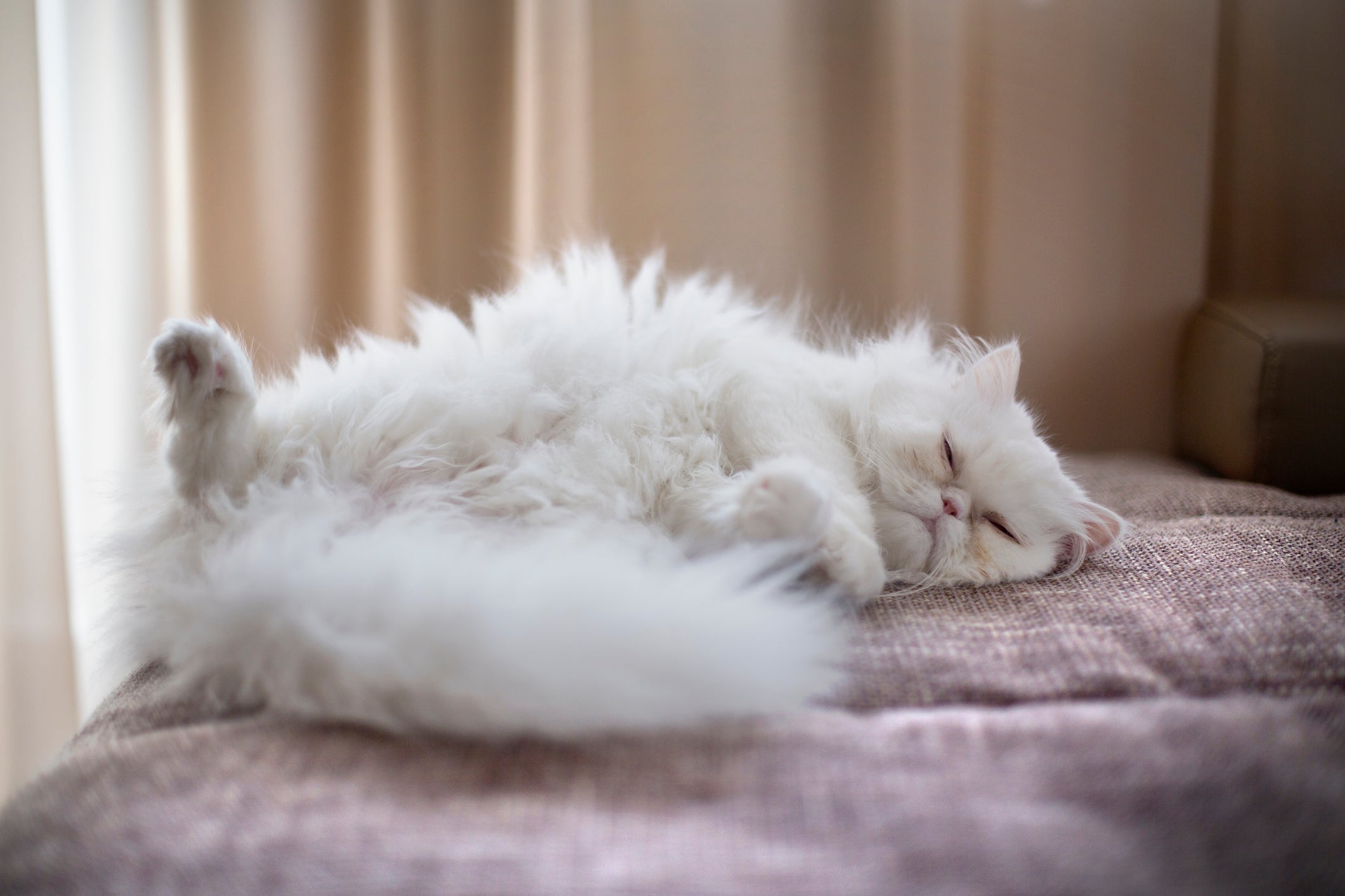 gatinha branca deitada de barriga pra cima