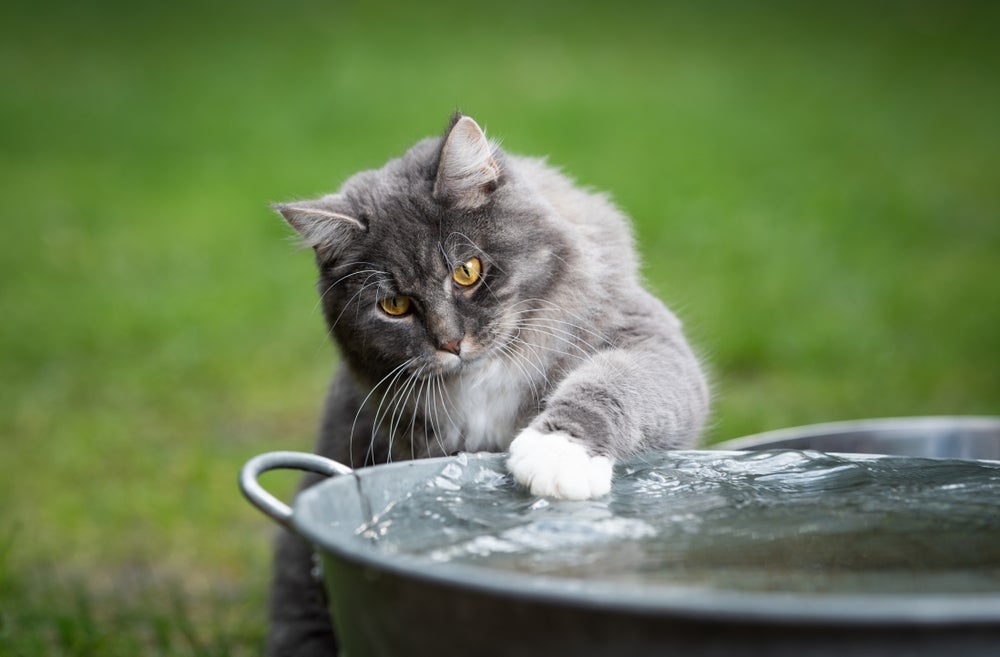 gato maine coon brincando com balde de água