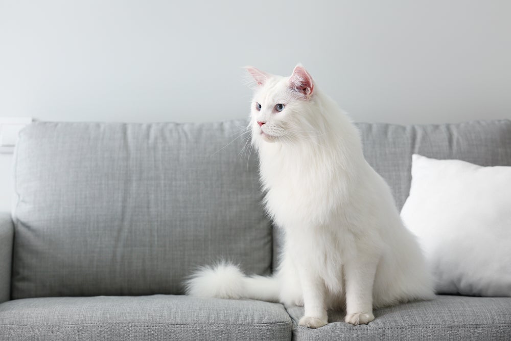 gato maine coon branco em cima do sofá