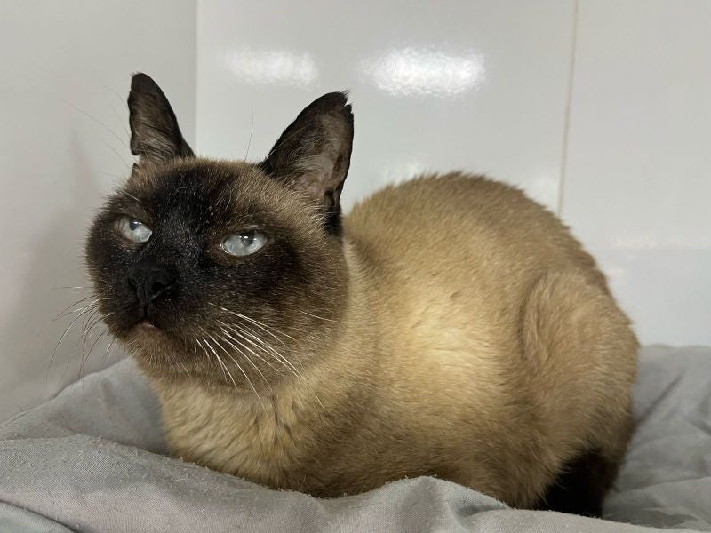 Oi, pessoal! Eu sou o Garro. Cheguei na Gatópoles por uma veterinária que pediu a ajuda das tias.