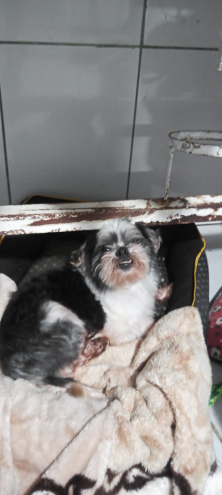 Chico