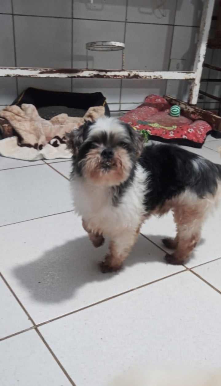 Chico