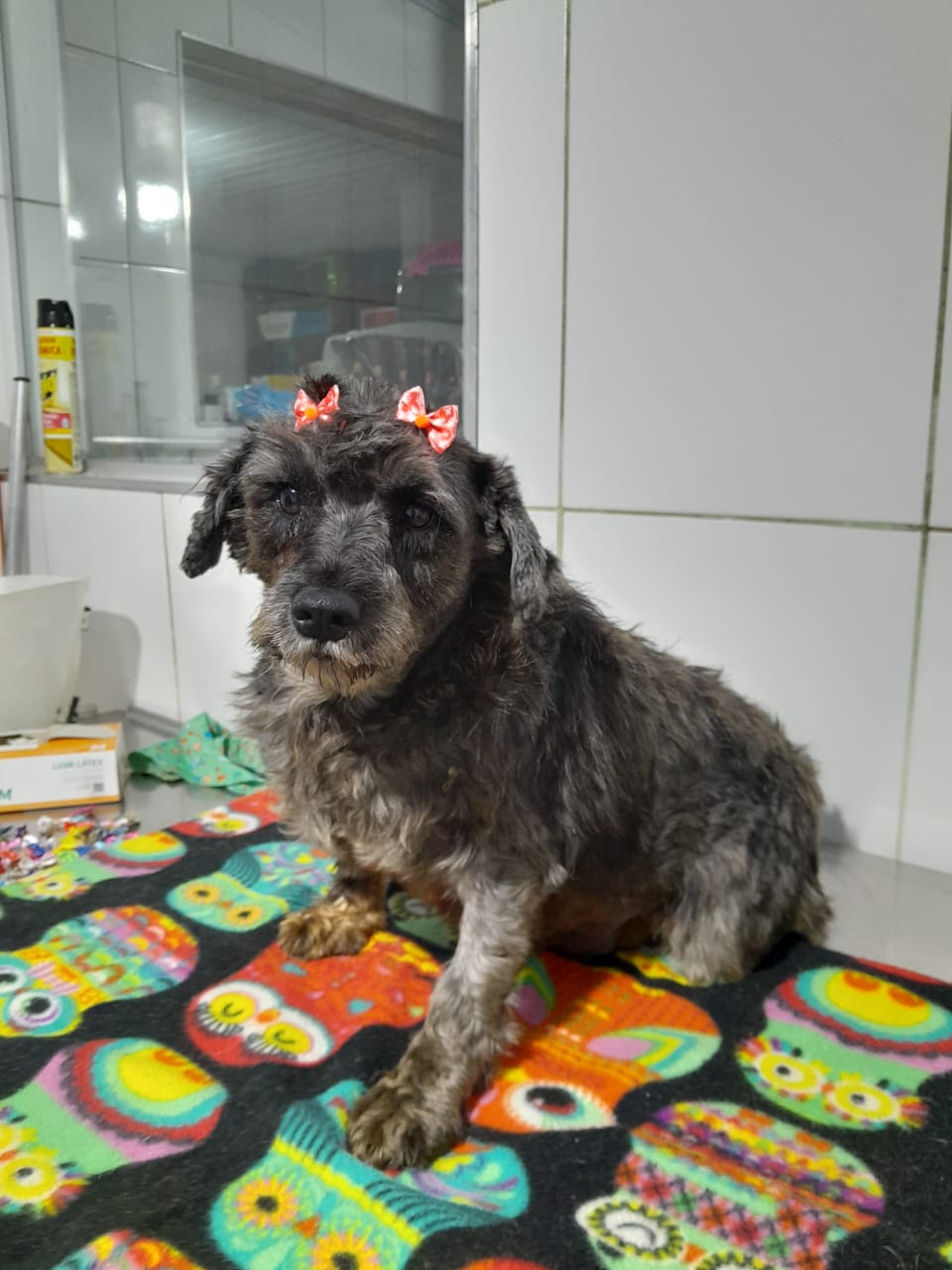 estrela
