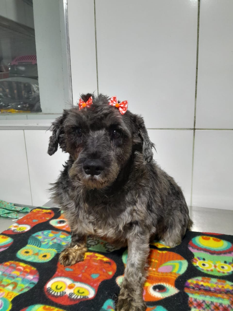 estrela