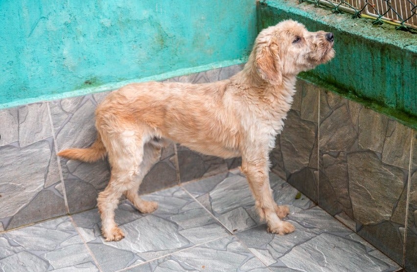 PELUDAO