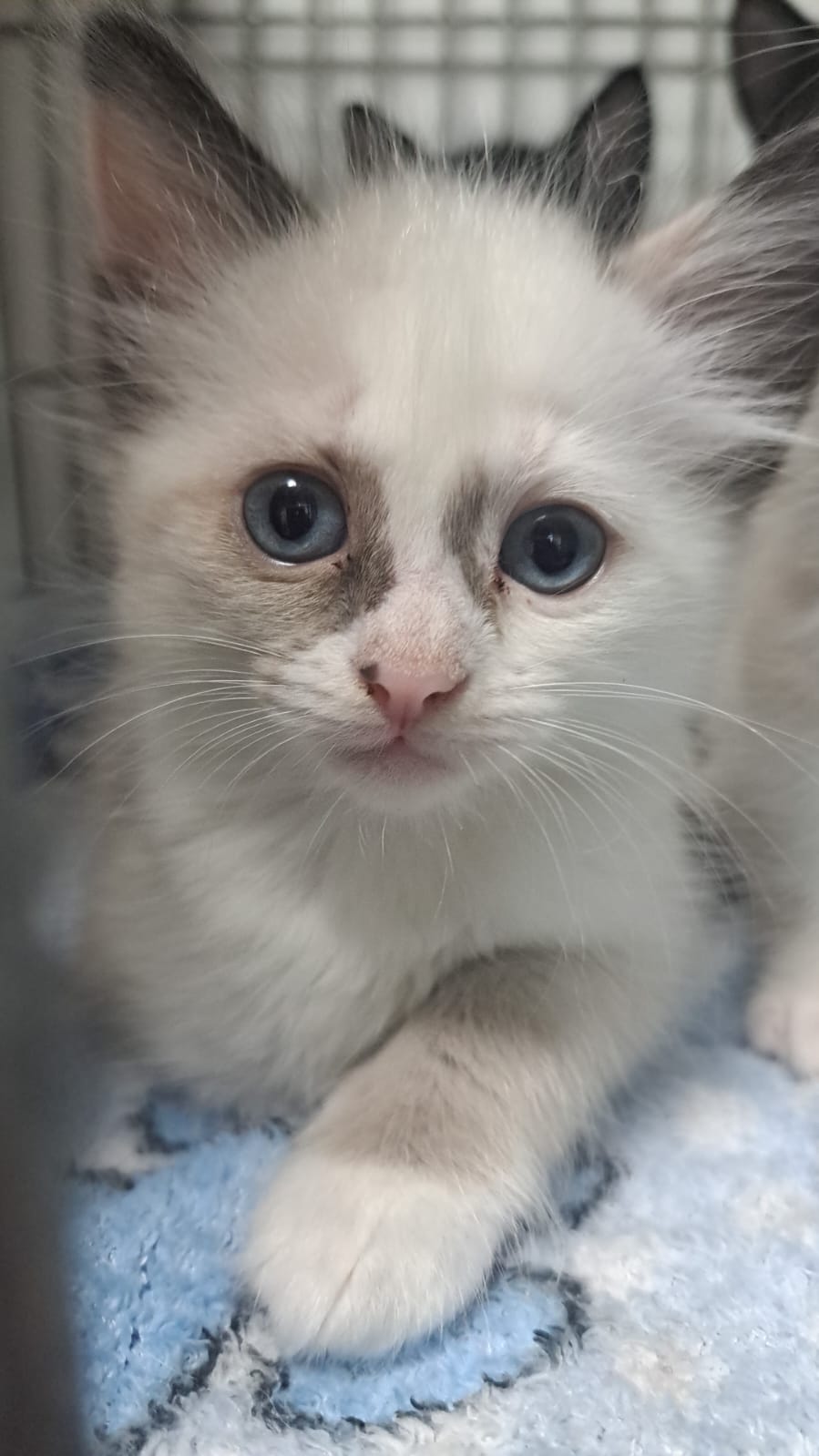 PIPOCA