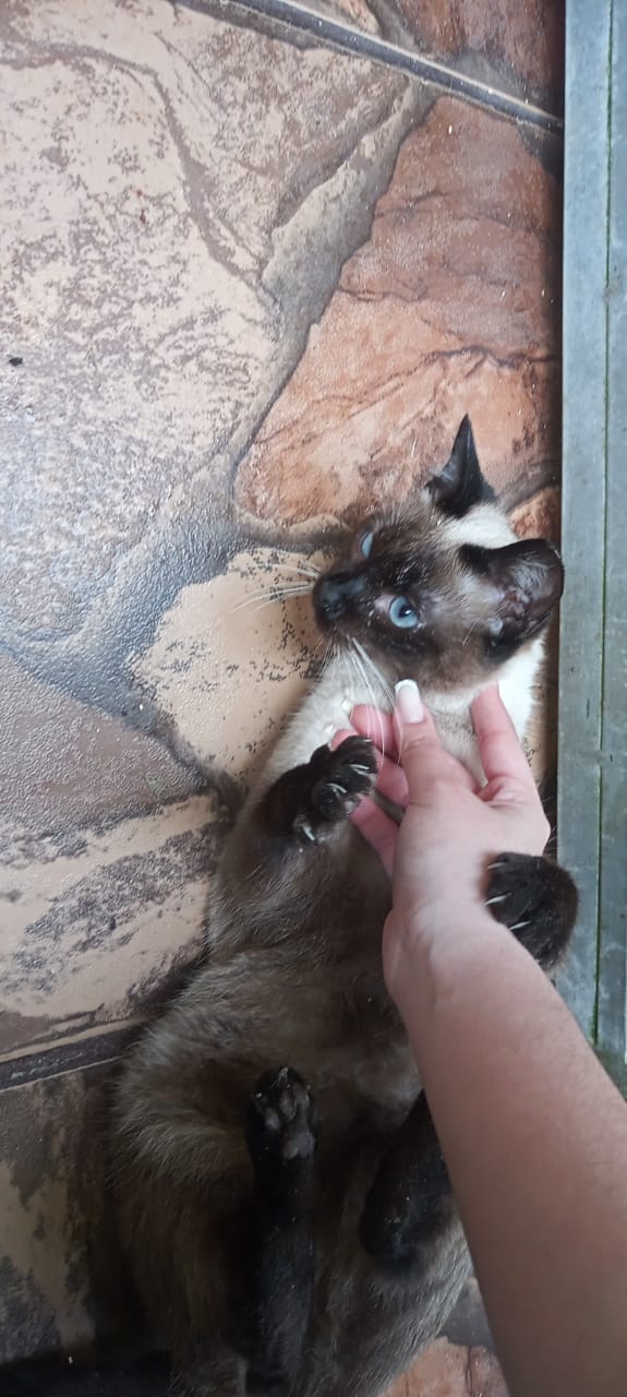 simba