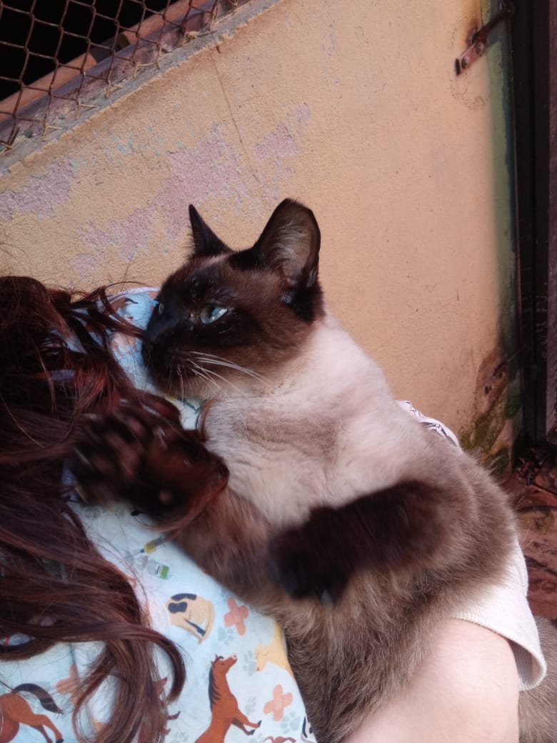 simba