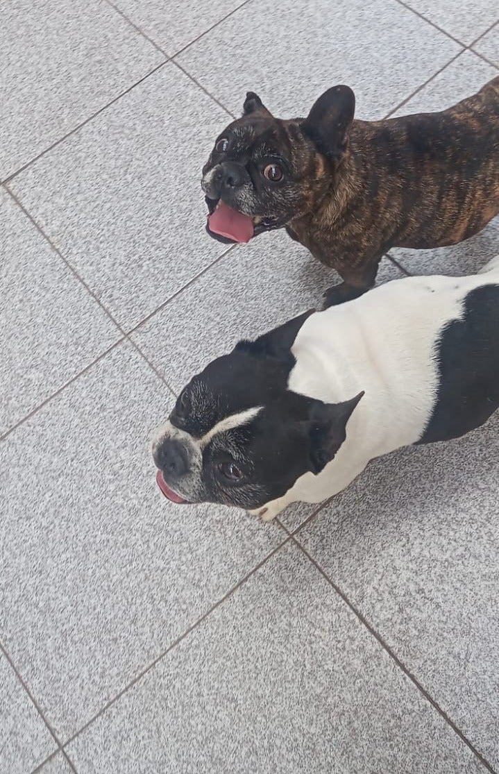 MEG E APOLLO