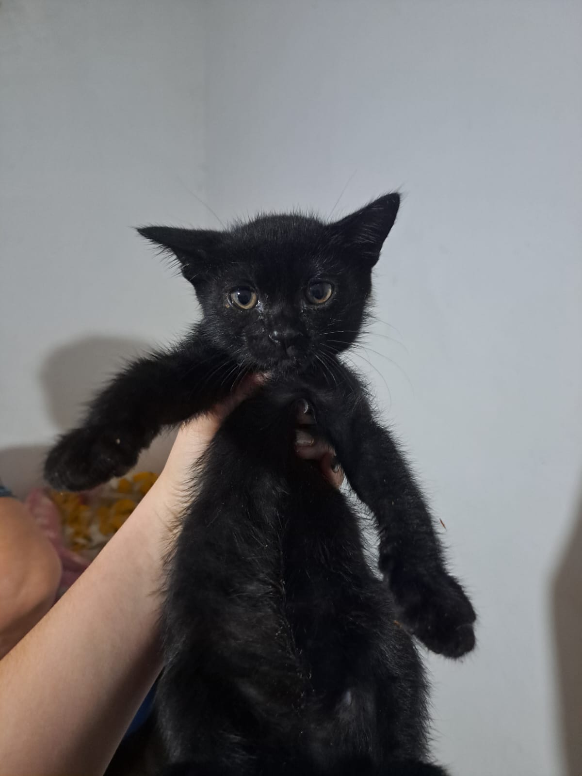 bela