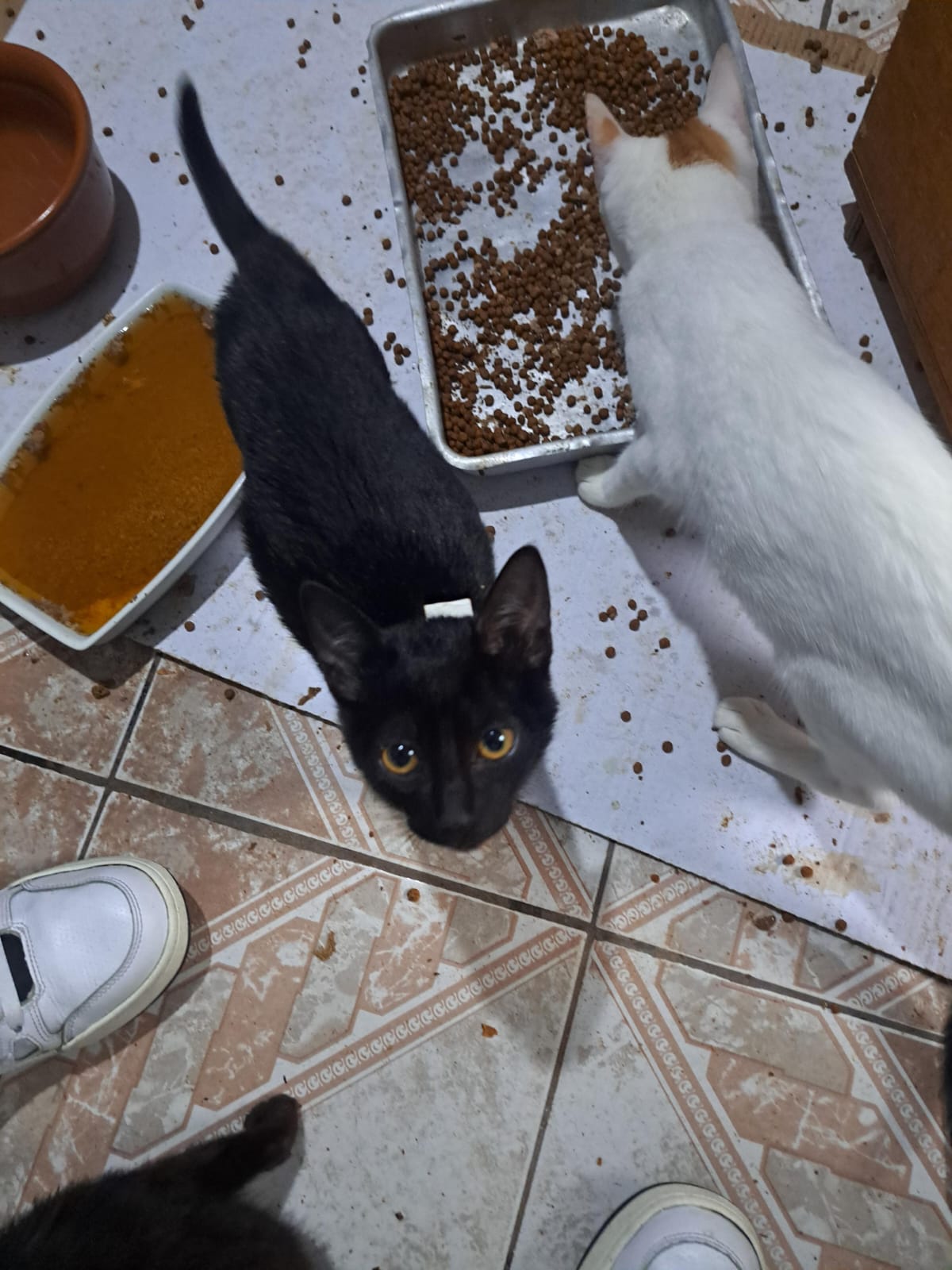 biscoito