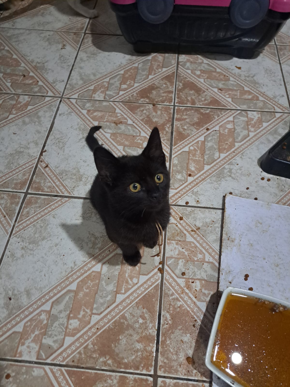 bolota