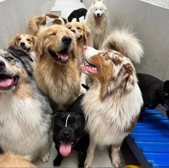 Cachorros felizes na creche