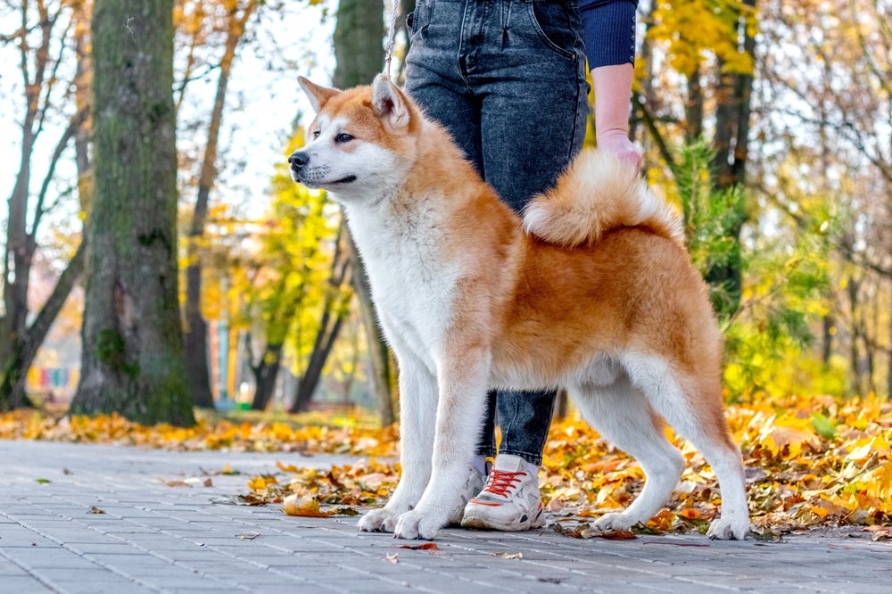 Akita em pé ao lado de dono em parque
