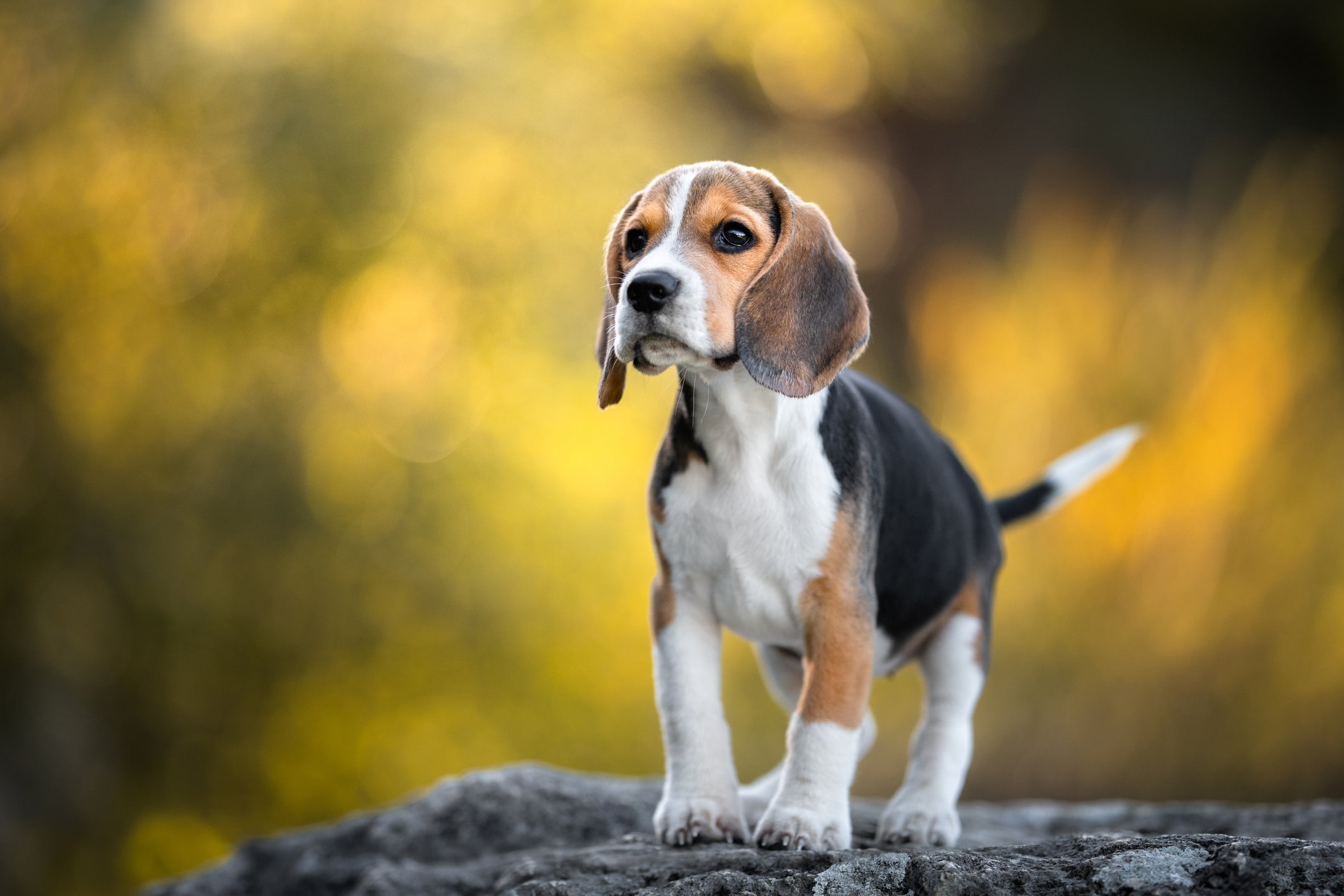 Beagle filhote em pé ao ar livre