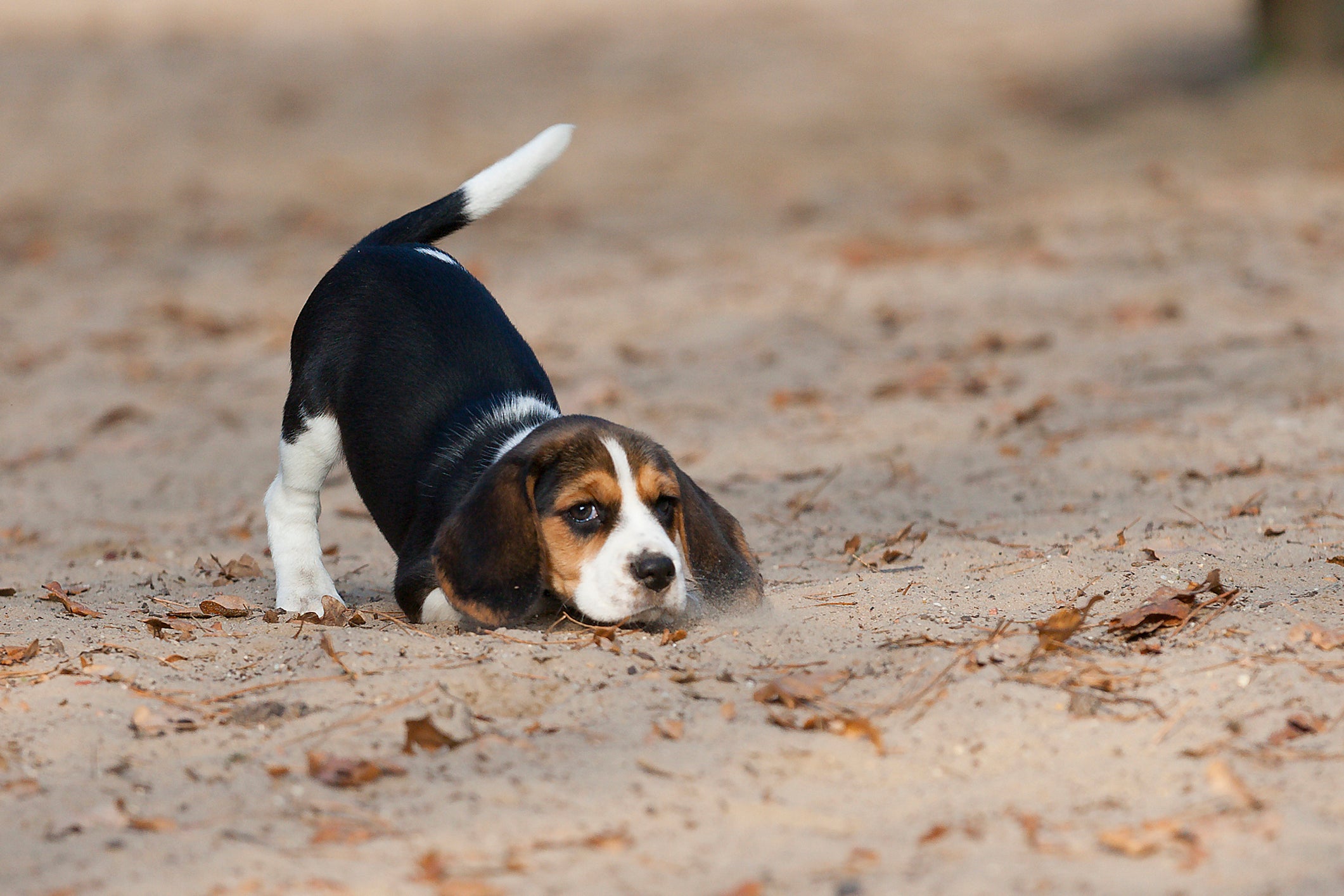 Beagle filhote pronto para brincar