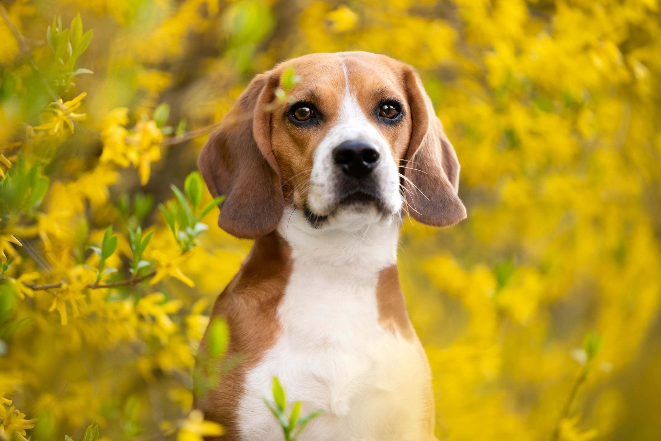 Beagle com flores amarelas de fundo