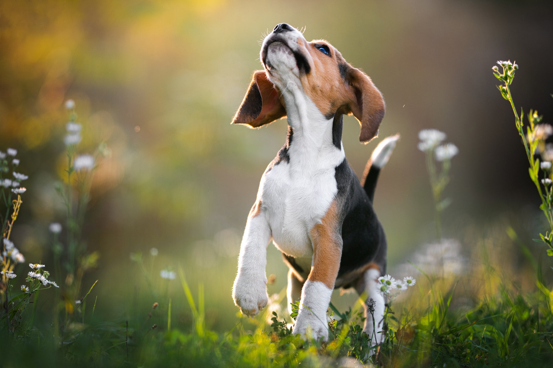 Beagle correndo em gramado florido