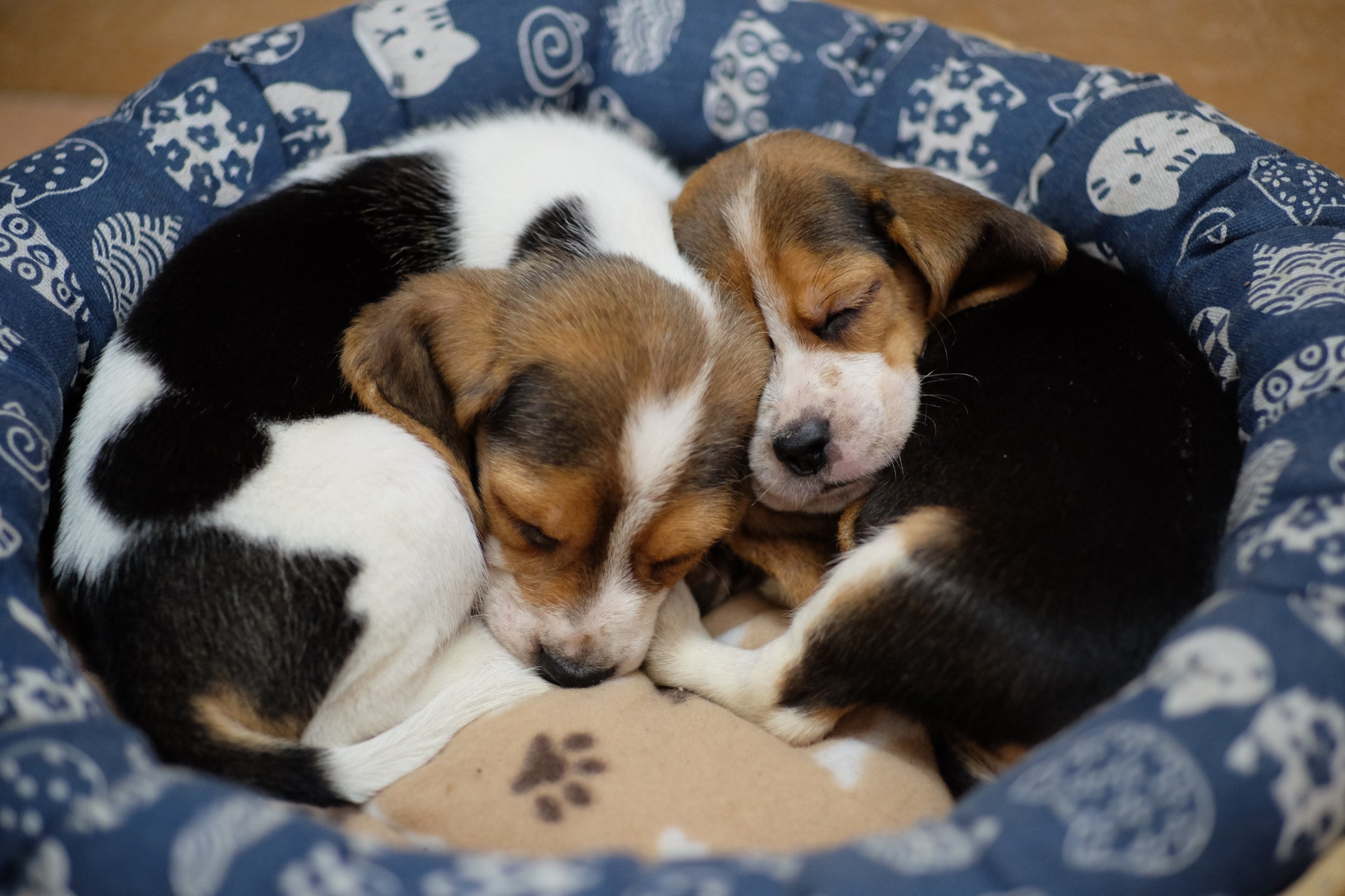 Dois Beagles dormindo em caminha azul