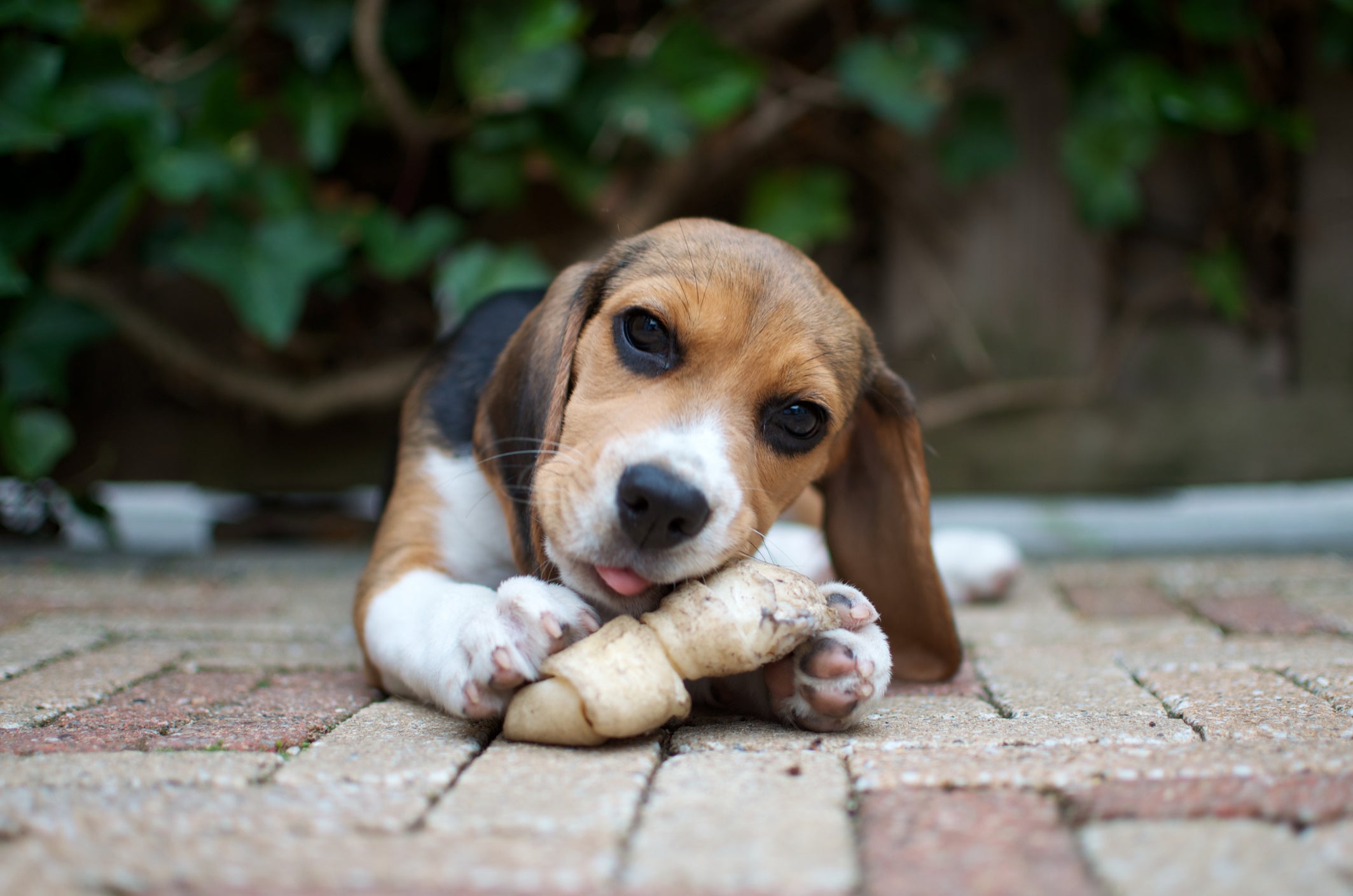 Beagle agarrado com brinquedo