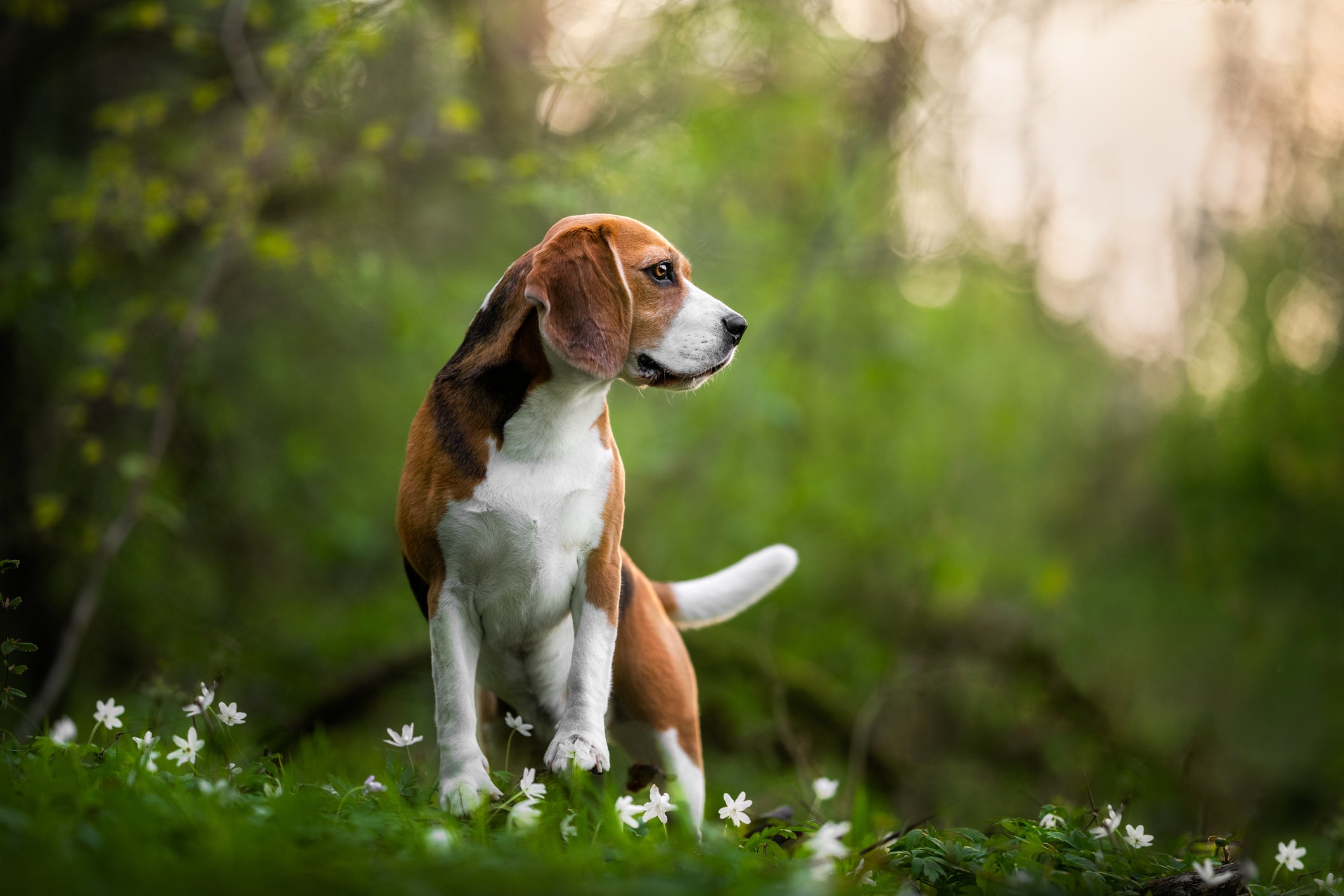 Beagle em floresta