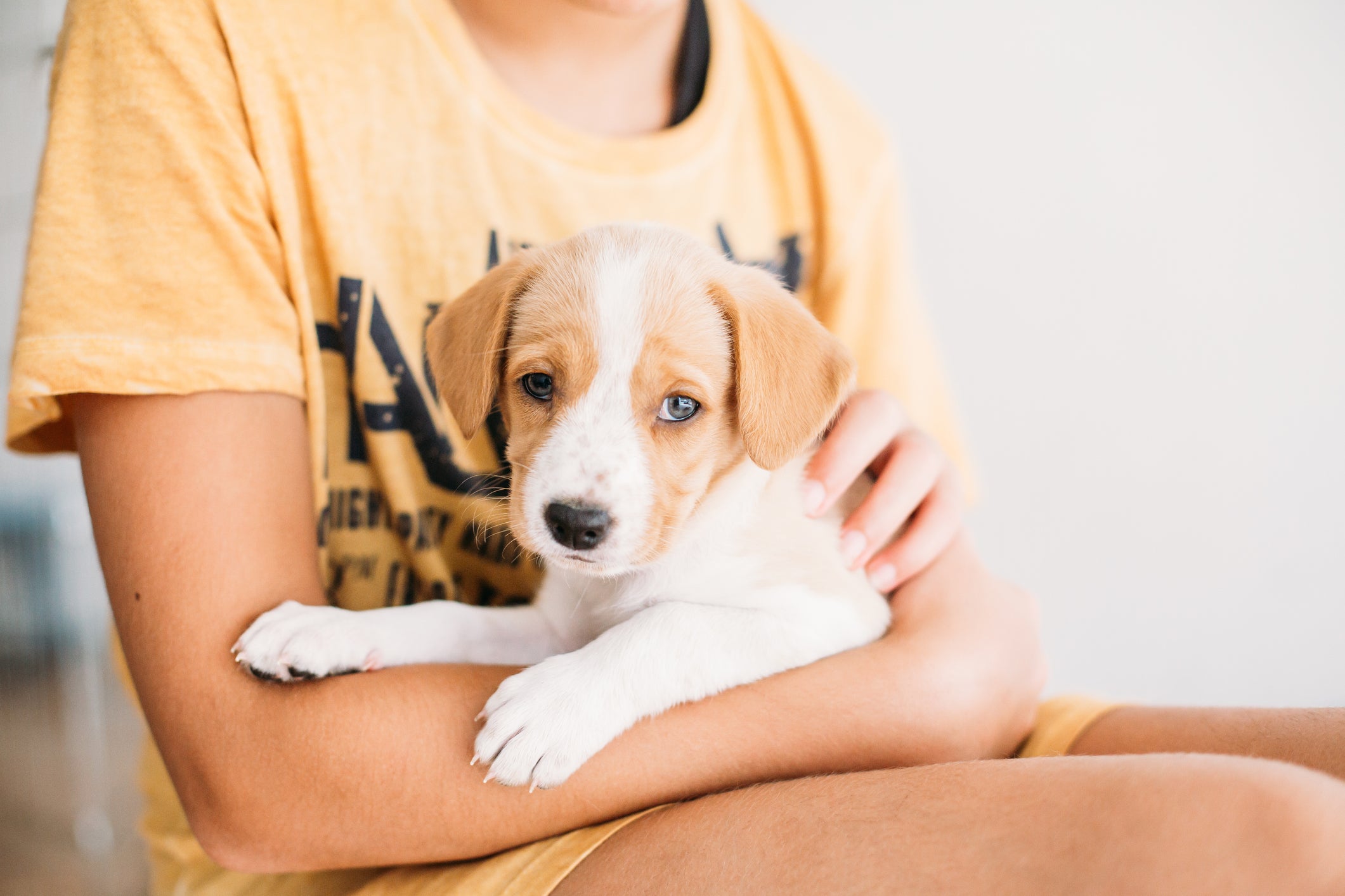 Beagle filhote no colo de menino