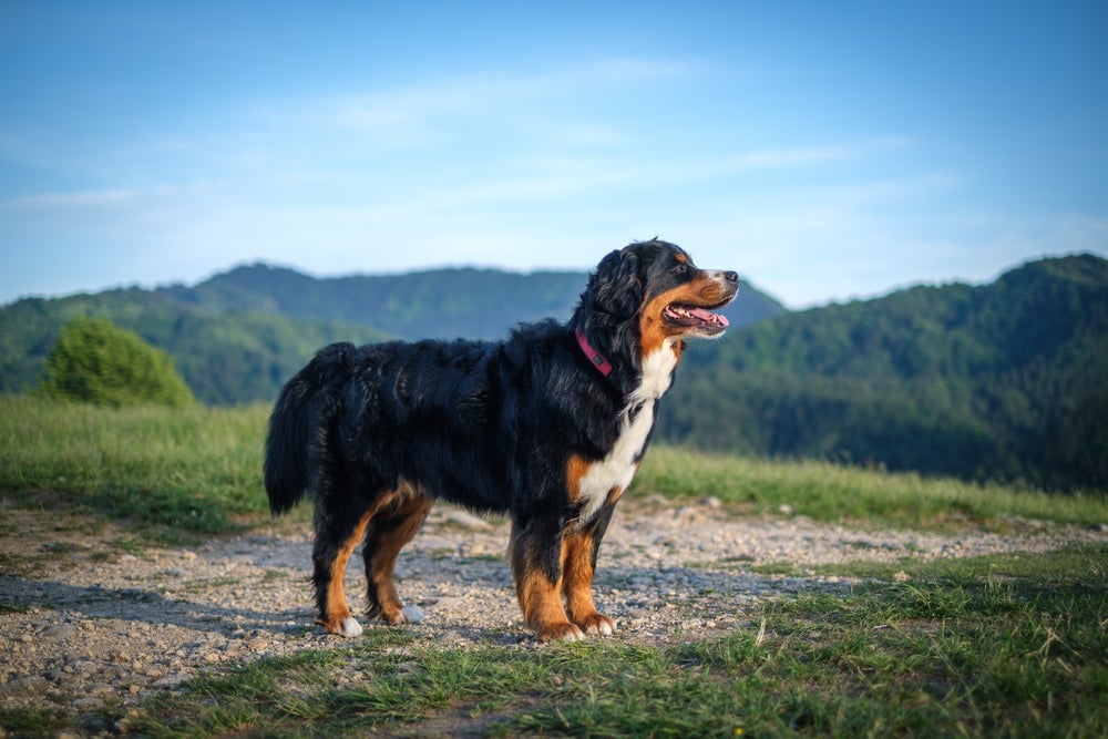 Cachorro grande: Boiadeiro de pé e de lado ao ar livre