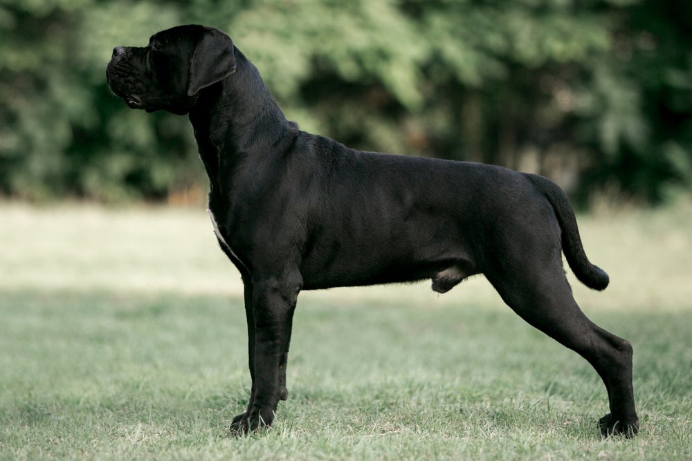 Raças de cachorro grande: Cane Corso de pé de lado