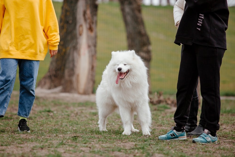 Cachorro Samoieda andando no parque