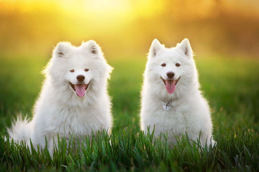 Dois cachorros Samoieda com a língua de fora