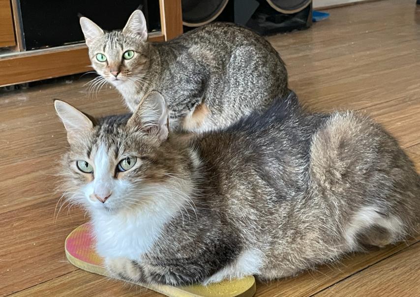 Veja qual o melhor tipo de caixa de areia para gatos que moram em apartamento 2 gatinhos