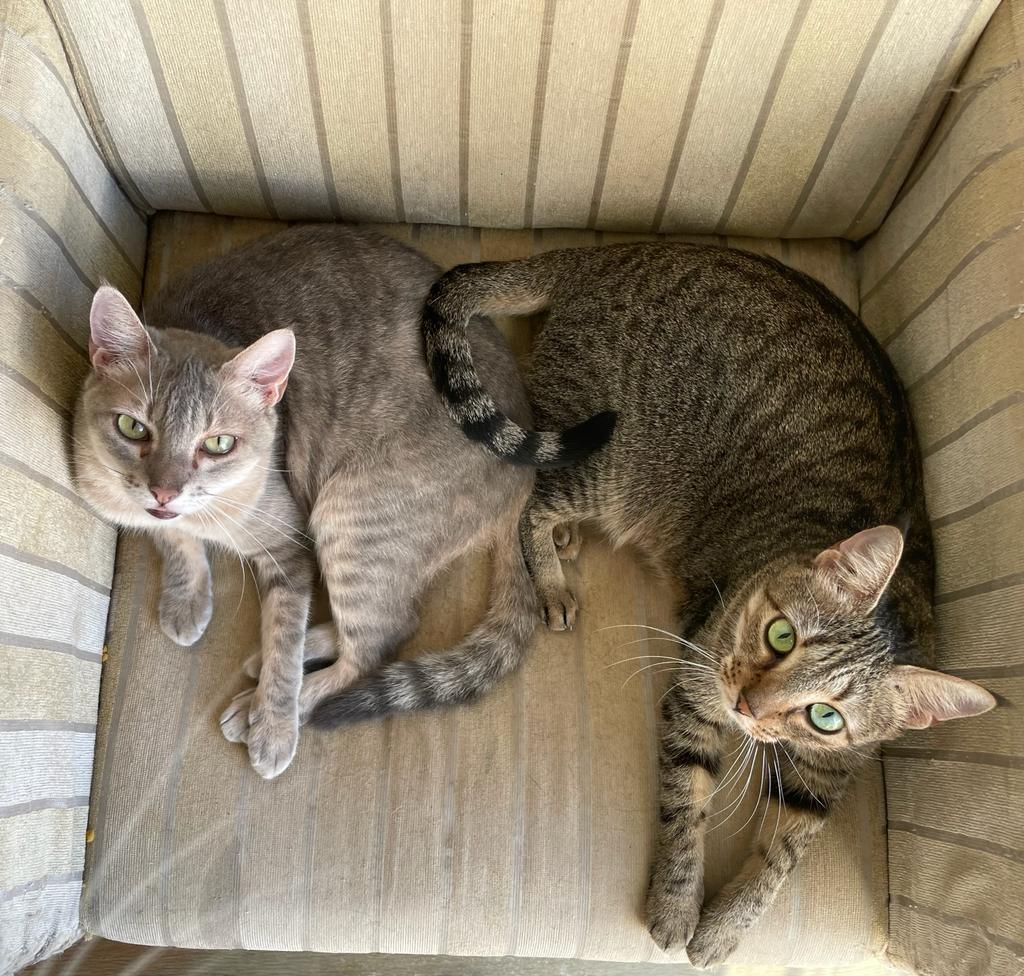 Para ter areia de gato sem cheiro é preciso higienizar a caixa 2 gatinhos