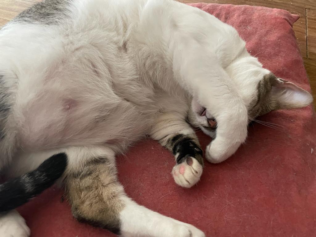 A melhor areia para gatos que não deixa cheiro para a Carol é a de grãos finos gatinho deitado