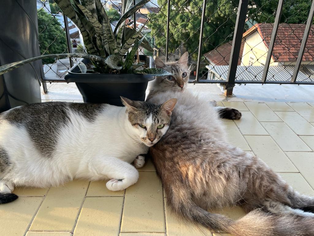 Melhor areia de gato: conheça os gatinhos da Carol Carol mora em apartamento e toma alguns cuidados na esc
