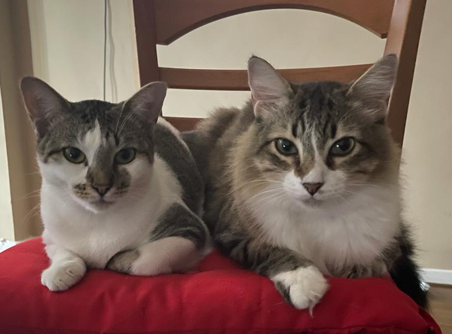 2 gatinhos