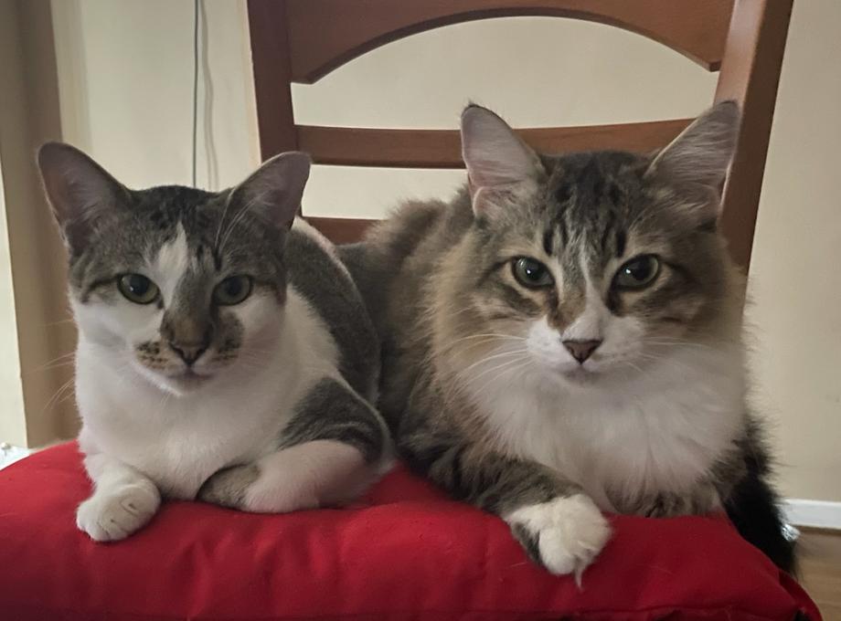 Carol mora em apartamento e toma cuidado na escolha da melhor areia de gato 2 gatinhos