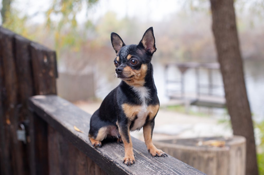 Chihuahua preto em cima de madeira
