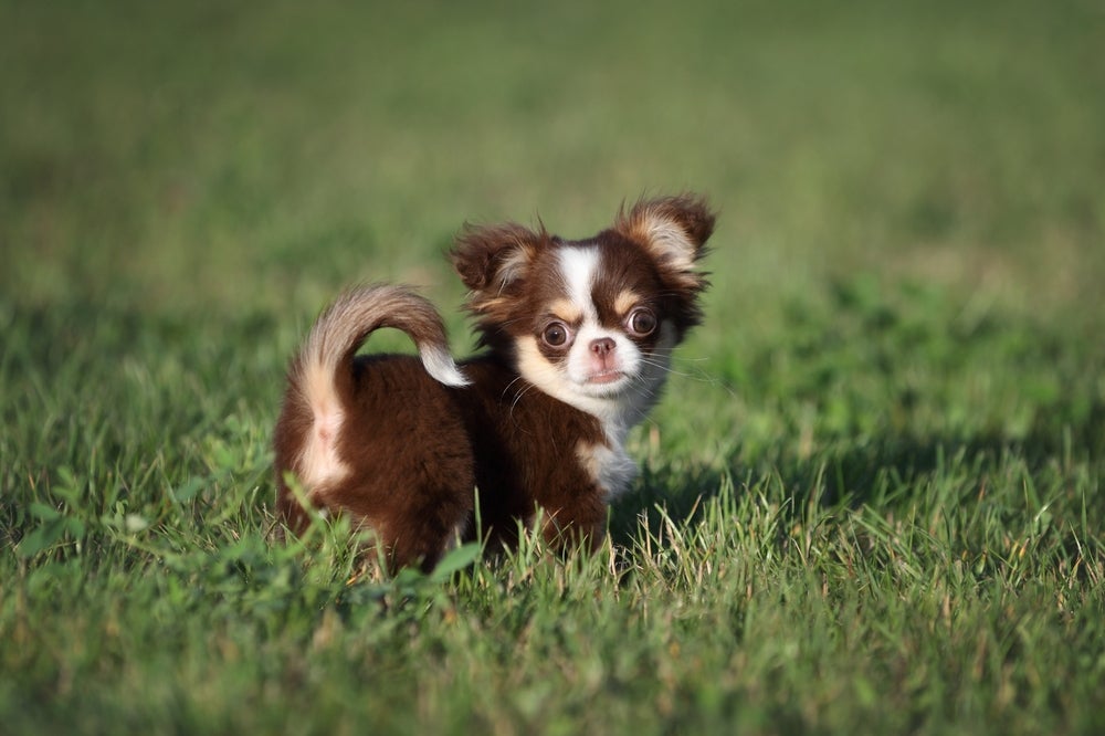 Chihuahua filhote no campo