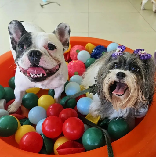 Cachorros na piscina de bolinhas