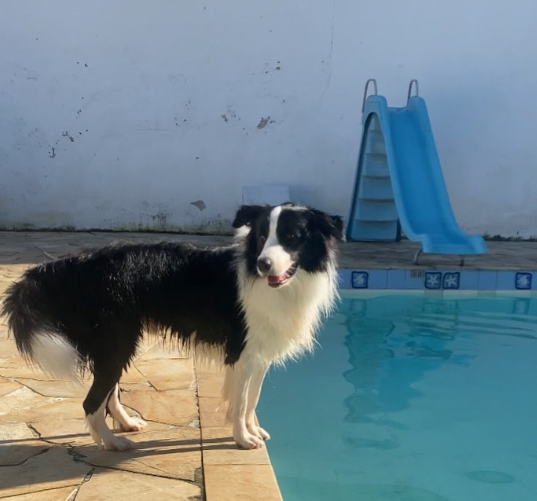 Cachorro perto de piscina
